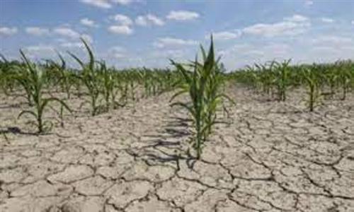 Danni alle produzioni agricole causati dalla siccità 2023