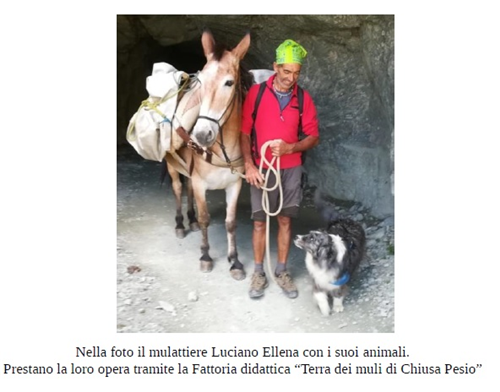 FESTIVAL ALEPS ANDES: venerdi 17 e sabato 18 ottobre a Rora’ per miglioramenti relazionali e forestali, tramite antiche tecniche di esbosco con l’ausilio di muli